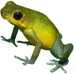 Cayo De Aqua Frog